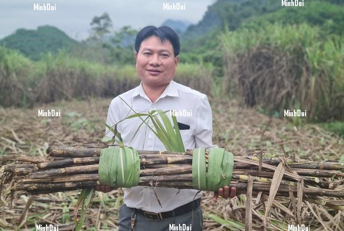 Recover position for sugarcane: For Phu Quy farmers, sugarcane is No.1 Recover position for sugarcane: For Phu Quy farmers, sugarcane is No.1