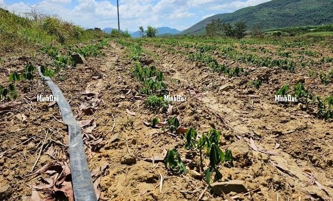 Recover position for sugarcane: Farmers increasingly turn away Recover position for sugarcane: Farmers increasingly turn away
