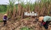 Recover position for sugarcane: '4 transformations' in sugarcane production Recover position for sugarcane: '4 transformations' in sugarcane production