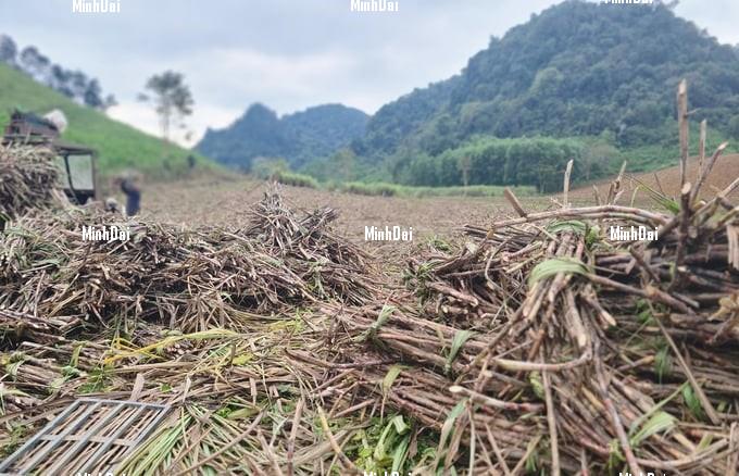 Recover position for sugarcane: For Phu Quy farmers, sugarcane is No.1 Recover position for sugarcane: For Phu Quy farmers, sugarcane is No.1