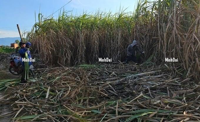 Recover position for sugarcane: Farmers increasingly turn away Recover position for sugarcane: Farmers increasingly turn away
