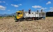 Recover position for sugarcane: Farmers increasingly turn away
