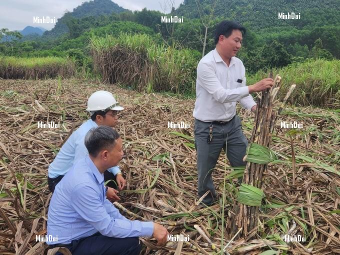 Recover position for sugarcane: For Phu Quy farmers, sugarcane is No.1 Recover position for sugarcane: For Phu Quy farmers, sugarcane is No.1