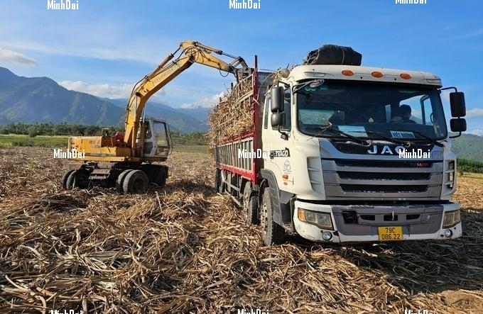 Recover position for sugarcane: Farmers increasingly turn away Recover position for sugarcane: Farmers increasingly turn away