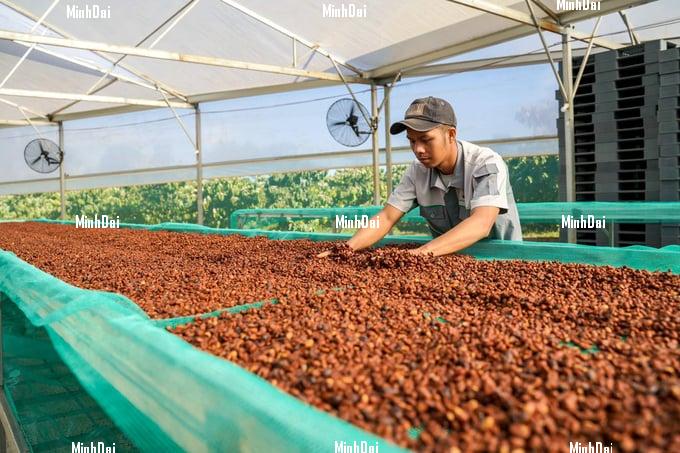 Vietnam coffee continuously sets new price records