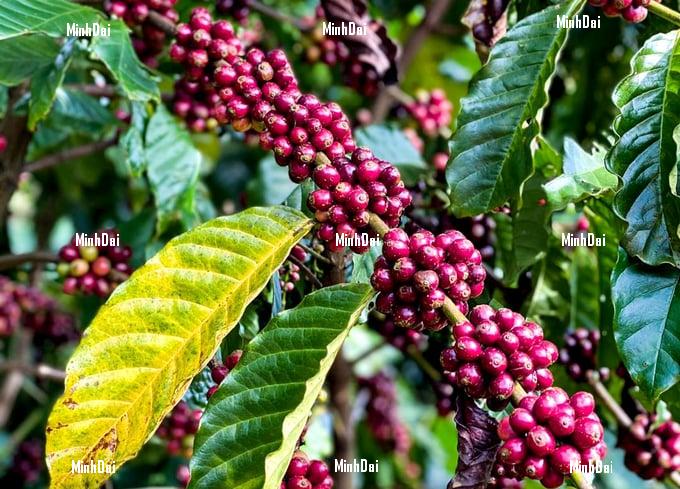 Vietnam coffee continuously sets new price records