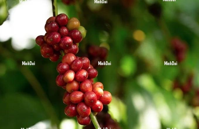 Coffee prices are forecast to continue to increase