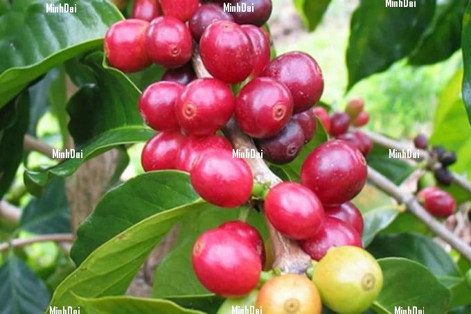 Coffee prices on 04/20/2024: Slight recovery