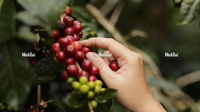Coffee price on 04/04/2024: Exceeding VND 103,000/kg