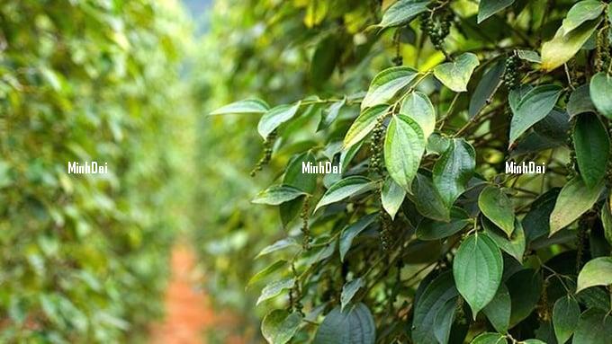 Pepper prices on 04/24/2024: Slight increase in Dak Nong, Gia Lai Pepper prices on 04/24/2024: Slight increase in Dak Nong, Gia Lai