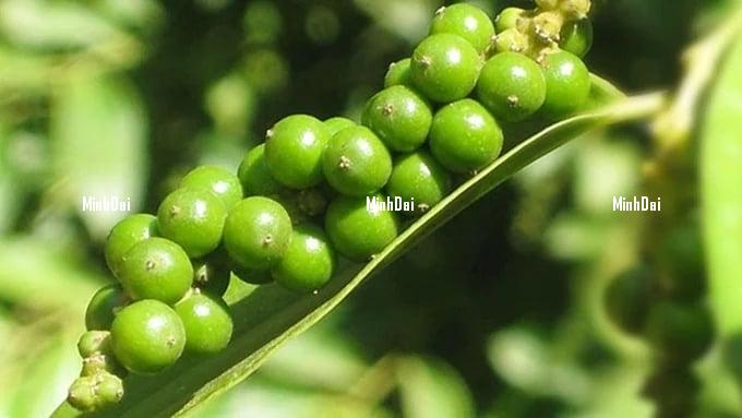 Pepper prices on 04/07/2024: fluctuating in opposite directions