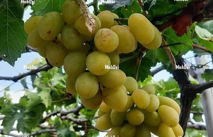 Ninh Thuan grape prices drop sharply due to the hot weather Ninh Thuan grape prices drop sharply due to the hot weather
