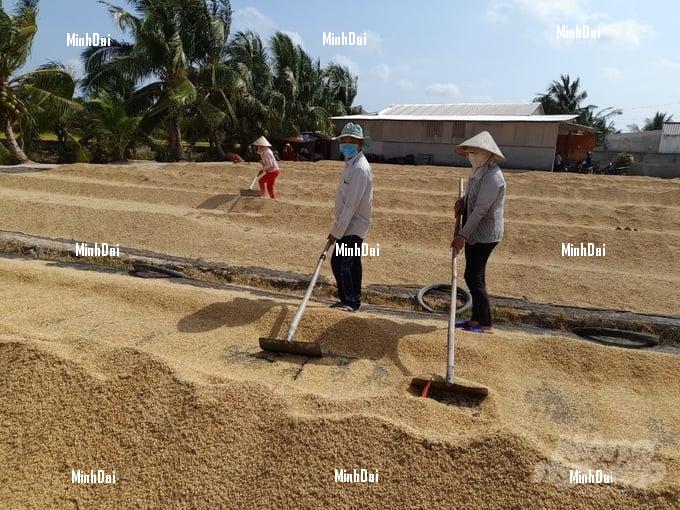 Winter-spring rice harvest succeeds, rising by VND 2,000/kg.