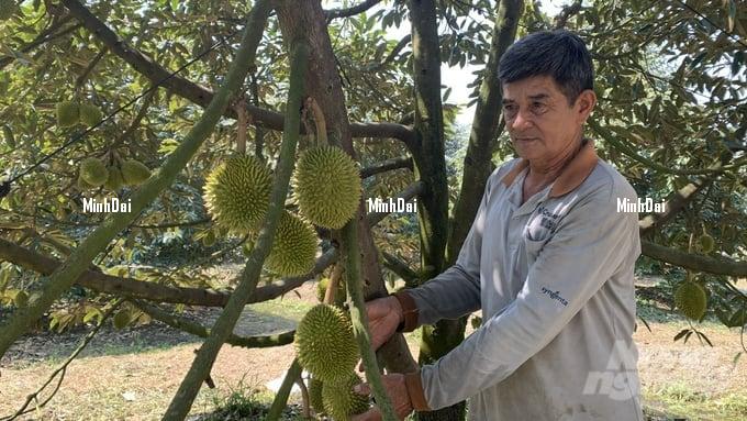 Durian price doubled, profit more than VND 1 billion/ha