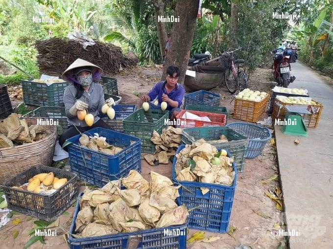 Mango prices increased simultaneously and farmers are excited