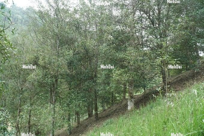 1 ha of anise yields an income of VND 400 million/year