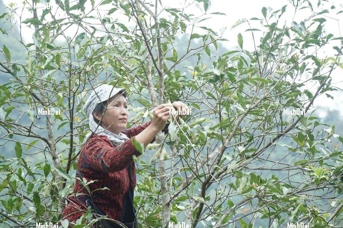 1 ha of anise yields an income of VND 400 million/year