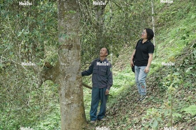 1 ha of anise yields an income of VND 400 million/year
