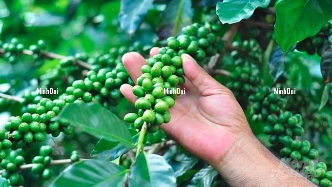 Coffee prices on 05/15/2024: surging both globally and domestically