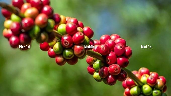 Coffee prices on 05/13/2024: The highest at VND 105,000/kg Coffee prices on 05/13/2024: The highest at VND 105,000/kg