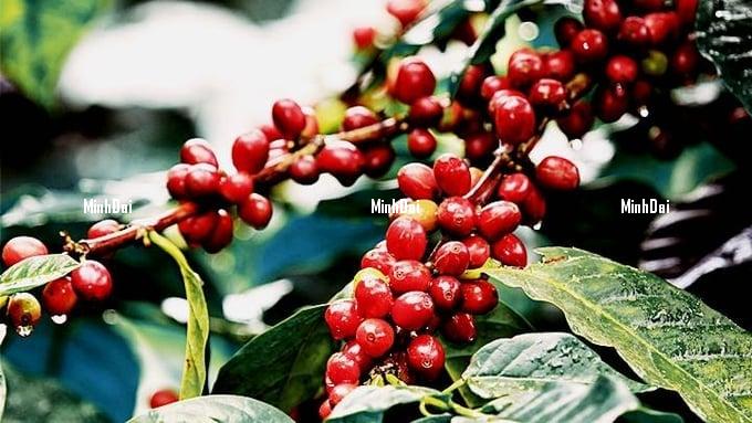 Coffee prices on 05/10/2024: increase sharply to VND 100,000/kg