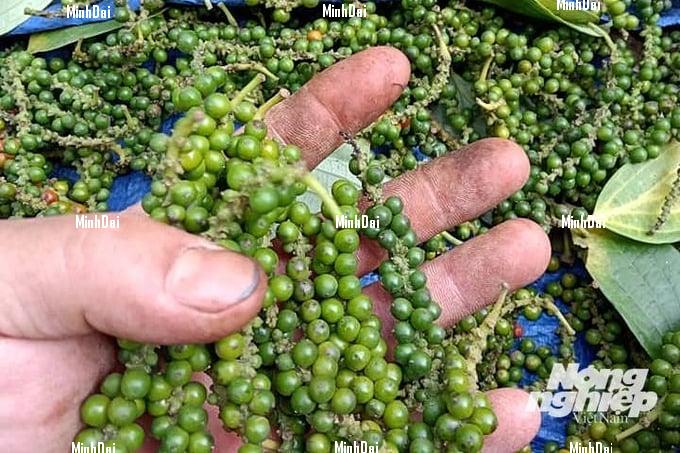 Pepper prices on 05/17/2024: Reaching VND 113,000/kg