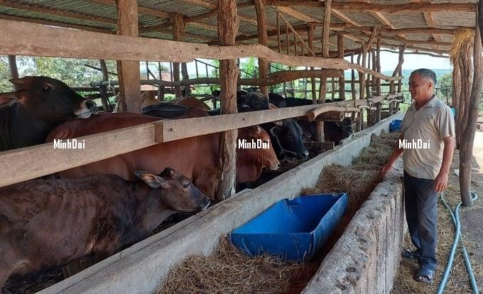 Cattle farmers in Gia Lai province reduce herds as live-weight beef prices drop