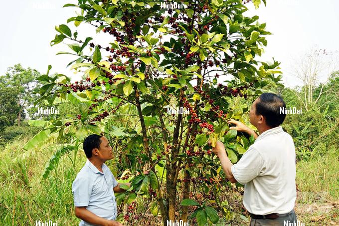 Enjoying lucrative jackfruit coffee crop, with prices double from last year