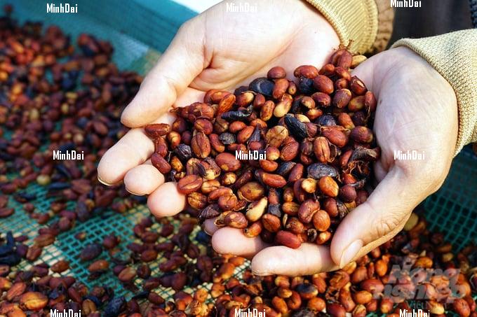 Enjoying lucrative jackfruit coffee crop, with prices double from last year