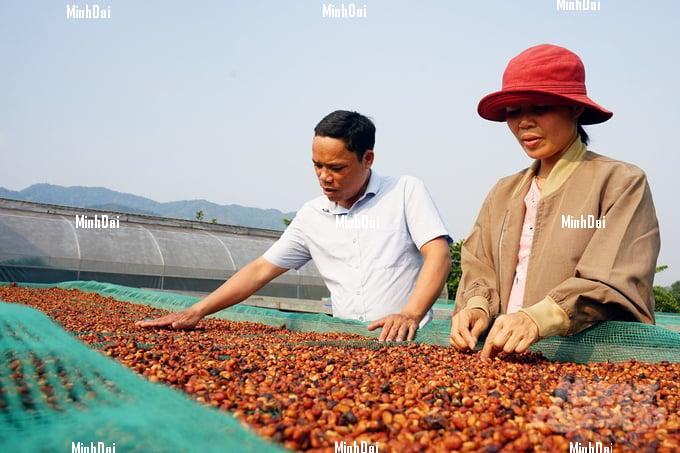 Enjoying lucrative jackfruit coffee crop, with prices double from last year
