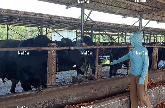 Cattle farmers in Gia Lai province reduce herds as live-weight beef prices drop