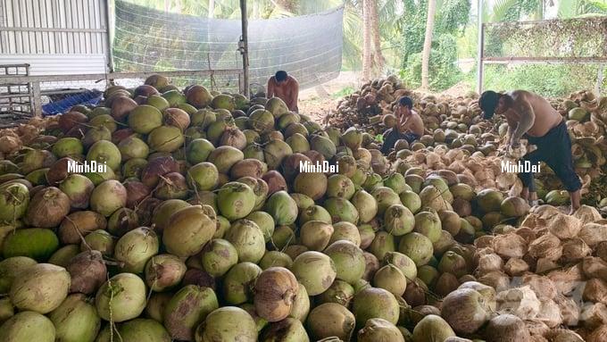 Dried coconut prices dropped, and the export market stagnated