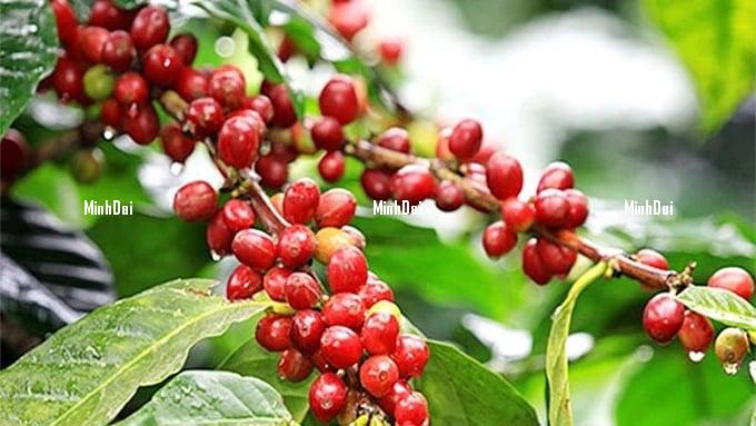 Coffee prices on 06/29/2024: Continue to decrease slightly Coffee prices on 06/29/2024: Continue to decrease slightly