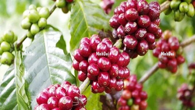 Coffee prices on 06/20/2024: Robusta surges again