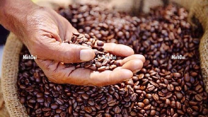 Coffee prices on 06/17/2024: reaching VND 120,500/kg