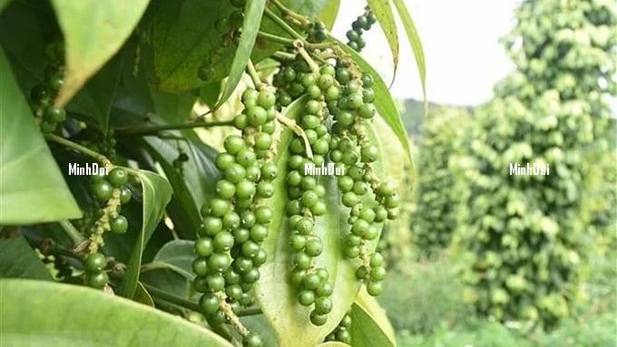 Pepper prices on 06/12/2024: Soaring to VND 180,000/kg