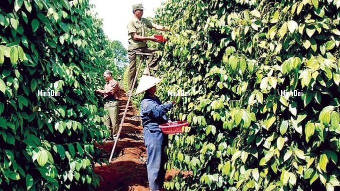 Pepper price on 06/14/2024: Strong increase again