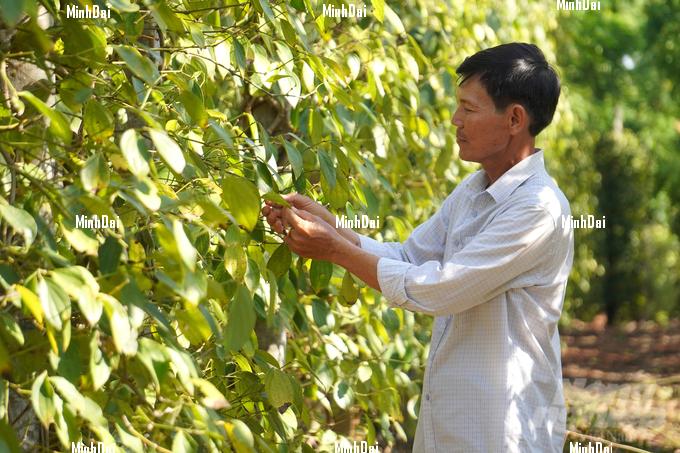 Cooperative's organic pepper sells at VND 15 million/kg