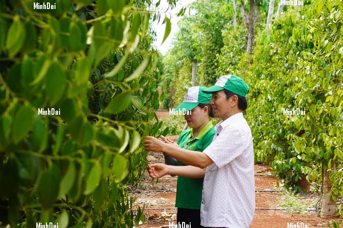 Cooperative's organic pepper sells at VND 15 million/kg