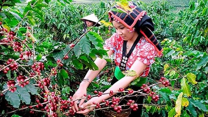 Coffee prices on 07/09/2024: Prices soar across the board