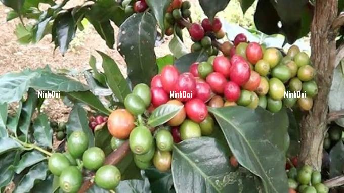 Coffee prices on 07/19/2024: The market declines globally