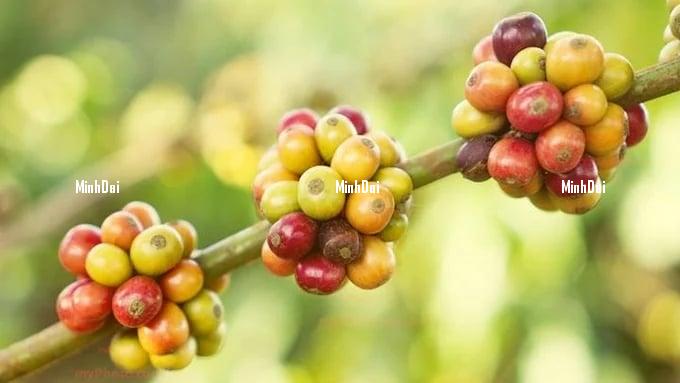 Coffee prices on 07/24/2024: Sharp turn downward