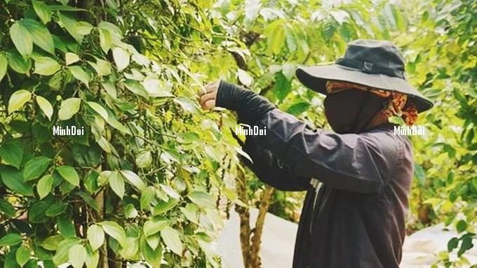 Pepper prices on 07/11/2024: Slightly decreased by VND 1,000
