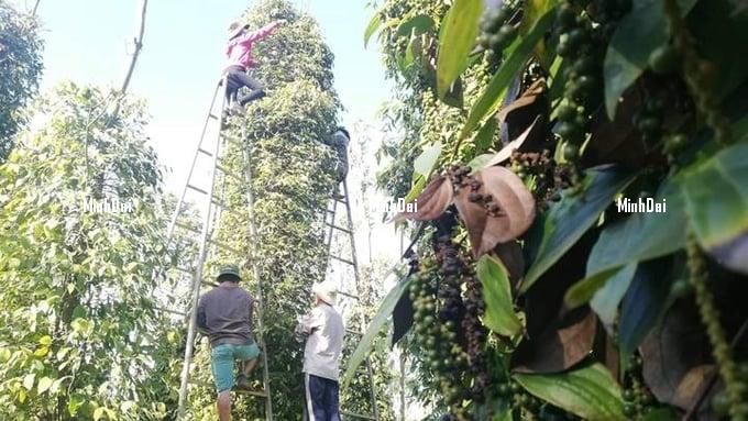 Pepper prices on 07/15/2024: Sharp decline over the past week