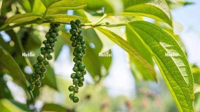 Pepper prices on 07/21/2024: Continuing to decline