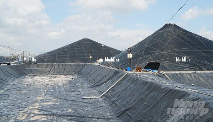 Shrimp price reduces by 30%, many farming households ‘lock’ the ponds