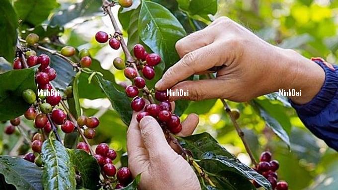 Coffee prices on 08/07/2024: Sharp increase again