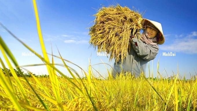 Rice prices on 08/14/2024: Market sees a uniform increase