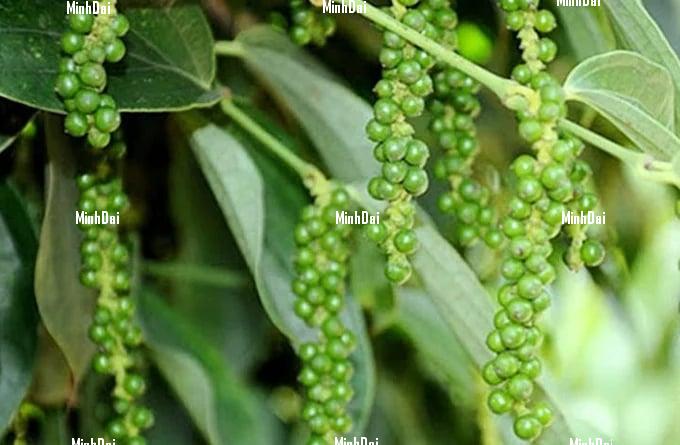 Pepper prices on 08/05/2024: reached a high of VND 147,000/kg