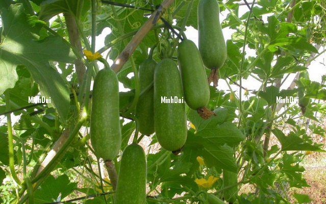 CẦN TÌM CÔNG TY KÝ KẾT HỢP ĐỒNG TRỒNG VÀ TIÊU THỤ NÔNG SẢN SẠCH